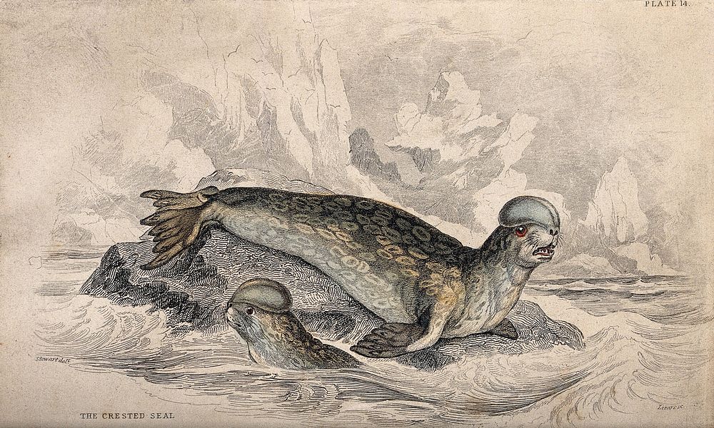 A crested seal is sitting on a rock in the water while another one is swimming around the rock. Coloured etching by W. H.…
