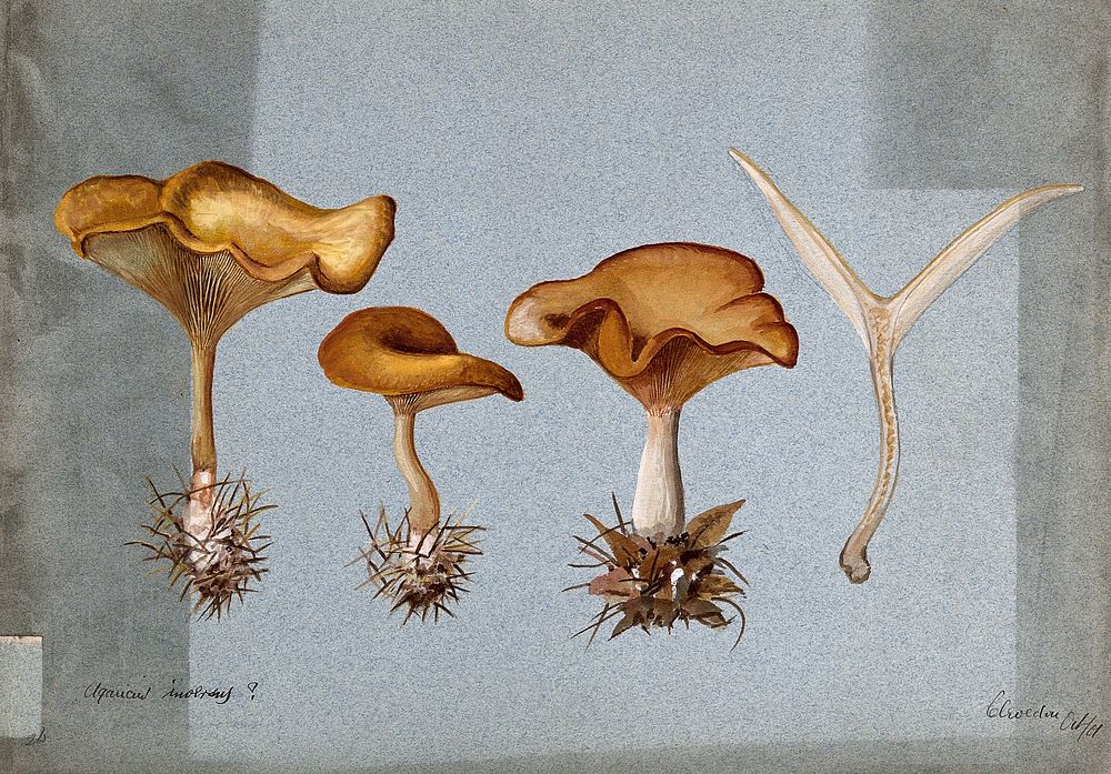 Tawny funnel cap fungus (Clitocybe flaccida): four fruiting bodies. Watercolour, 1901.