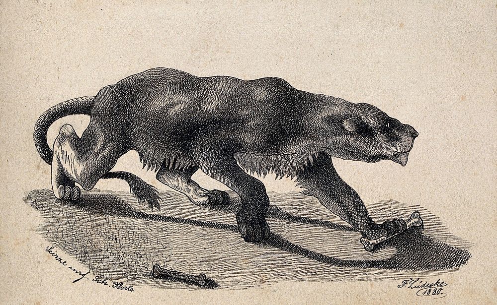 A prowling lioness holding a bone in the left paw. Reproduction of an etching by F. Lüdecke.