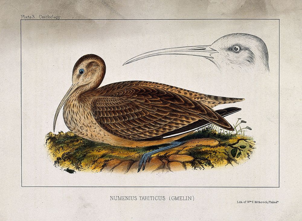 A curlew and separate study of the head and bill. Coloured lithograph by W. E. Hitchcock, ca. 1858.