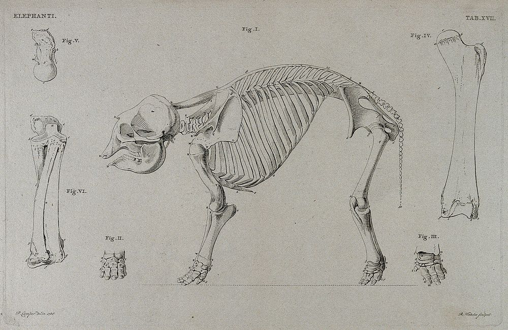 Skeleton of an elephant: six figures including a side view of the skeleton, with details of the bones of the limbs and feet.…