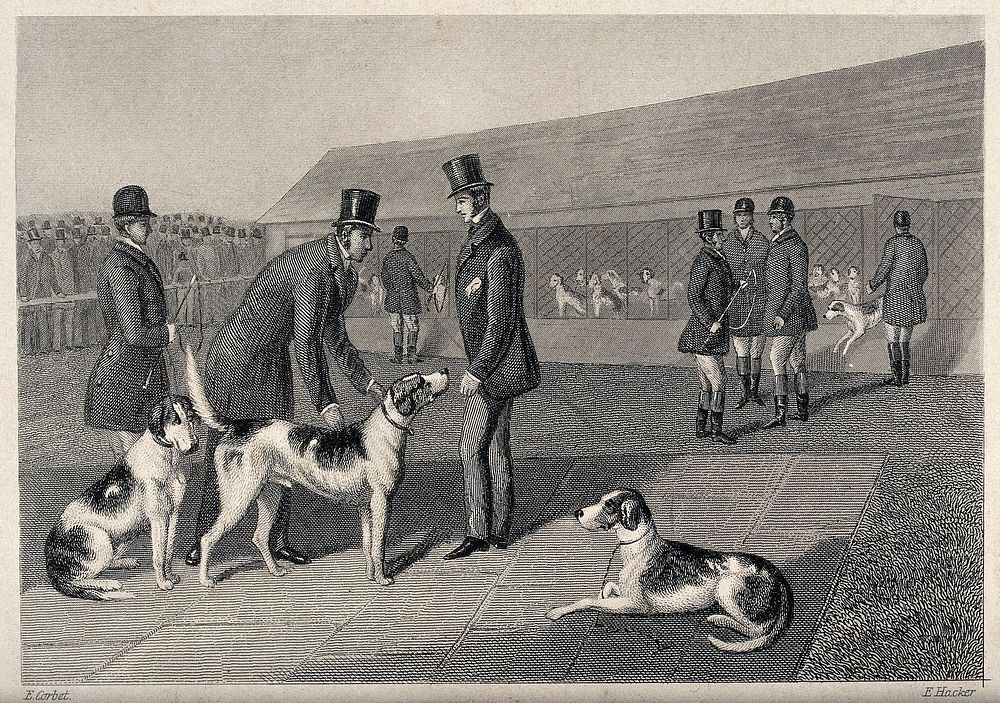 Men in top hats releasing their dogs from the kennels and preparing them for a race. Etching by E. Hacker after E. Corbet.