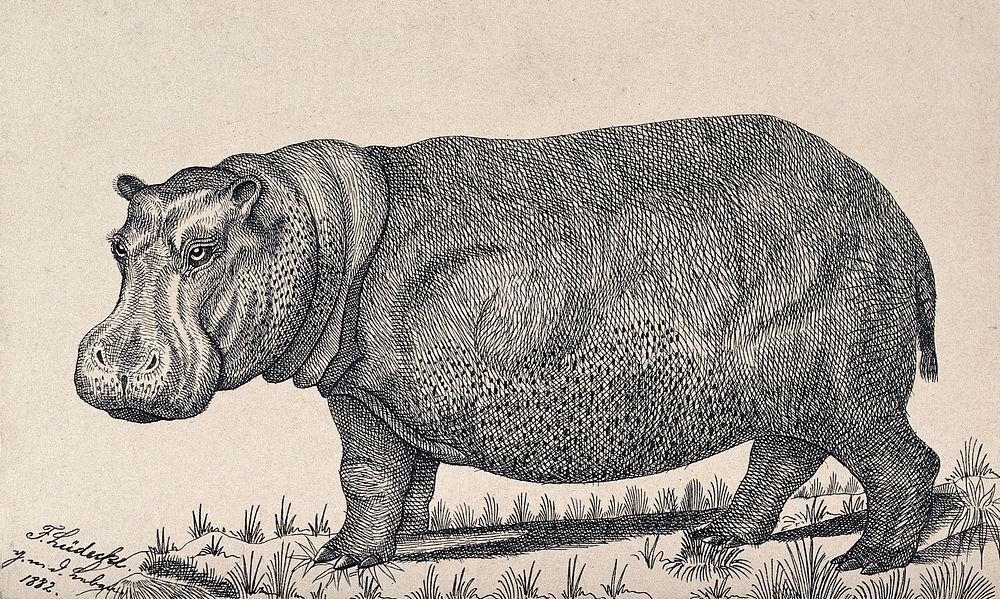 A hippopotamus. Reproduction of an etching by F. Lüdecke.
