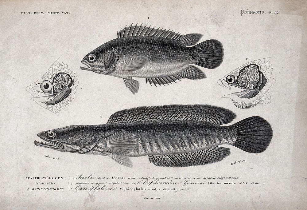 Above, an anabas seen from the side; middle, cross-sections of the heads and gills of two fishes; below, a ophicephalus seen…
