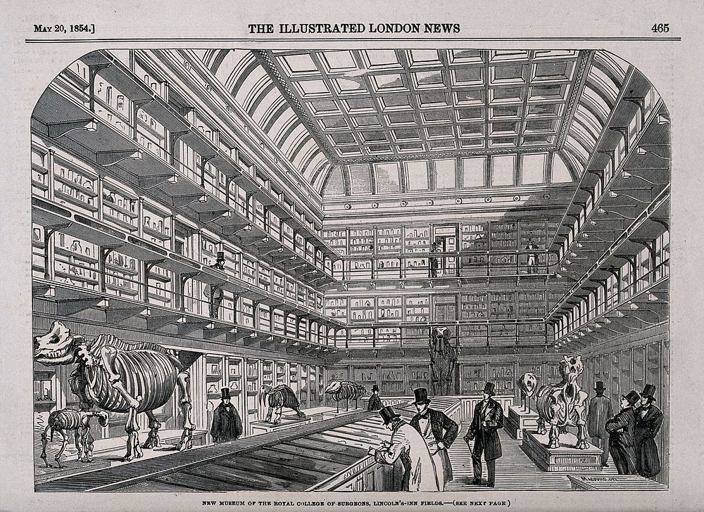 The Royal College of Surgeons, Lincoln's Inn Fields, London: the interior of the museum. Wood engraving after T. R.…