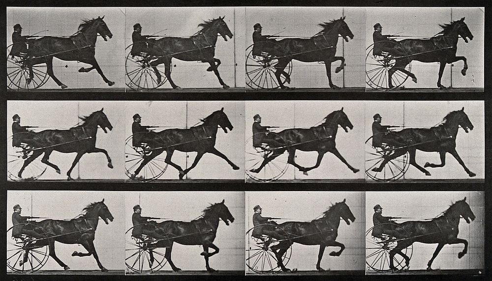 A horse drawing a chariot and driver. Collotype after Eadweard Muybridge, 1887.