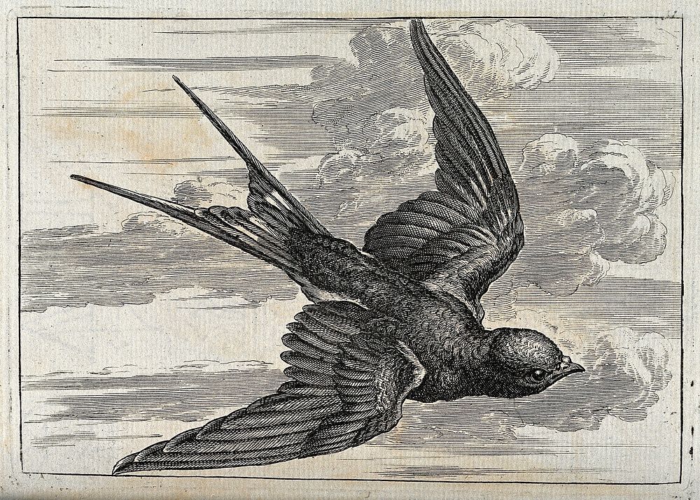 A swallow in flight. Engraving, ca. 1690, after F. Barlow.