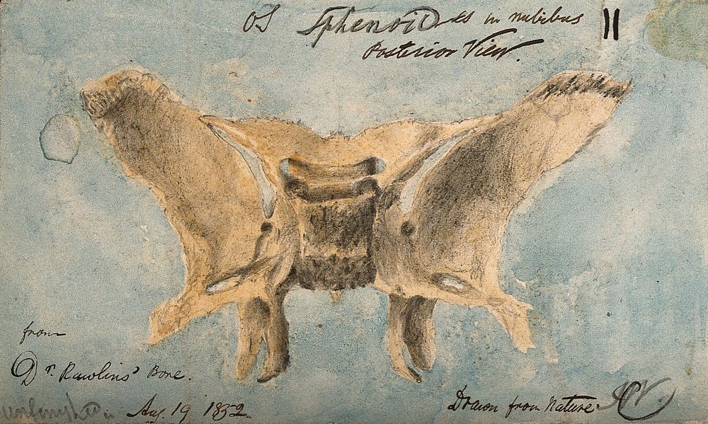 The sphenoid bone, shown from behind. Pencil and watercolour drawing by J.C. Whishaw, 1852.