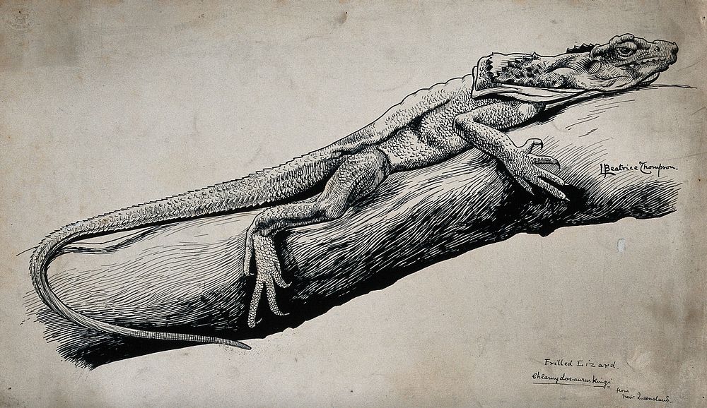 A frilled lizzard on a branch. Ink drawing by L. Beatrice Thompson, 1903.