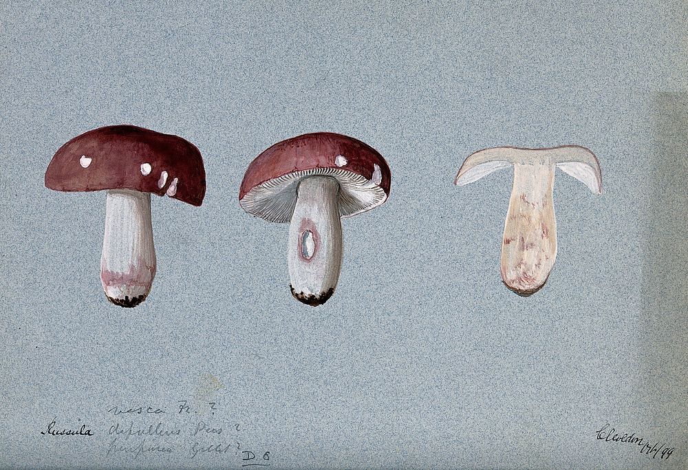 A fungus (Russula species): three fruiting bodies, one sectioned. Watercolour, 1899.