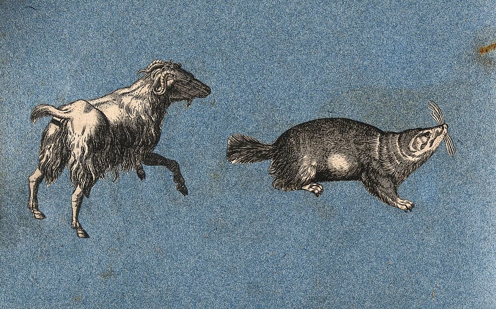 A goat and a water rat or vole . Cut-out engraving pasted onto paper, 16--.