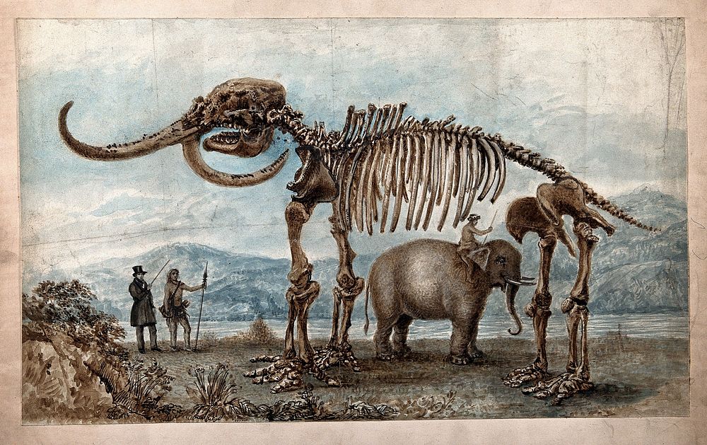 Skeleton of the Missouri Leviathan: the skeleton is shown standing in a pastoral setting, with a Native American shown…