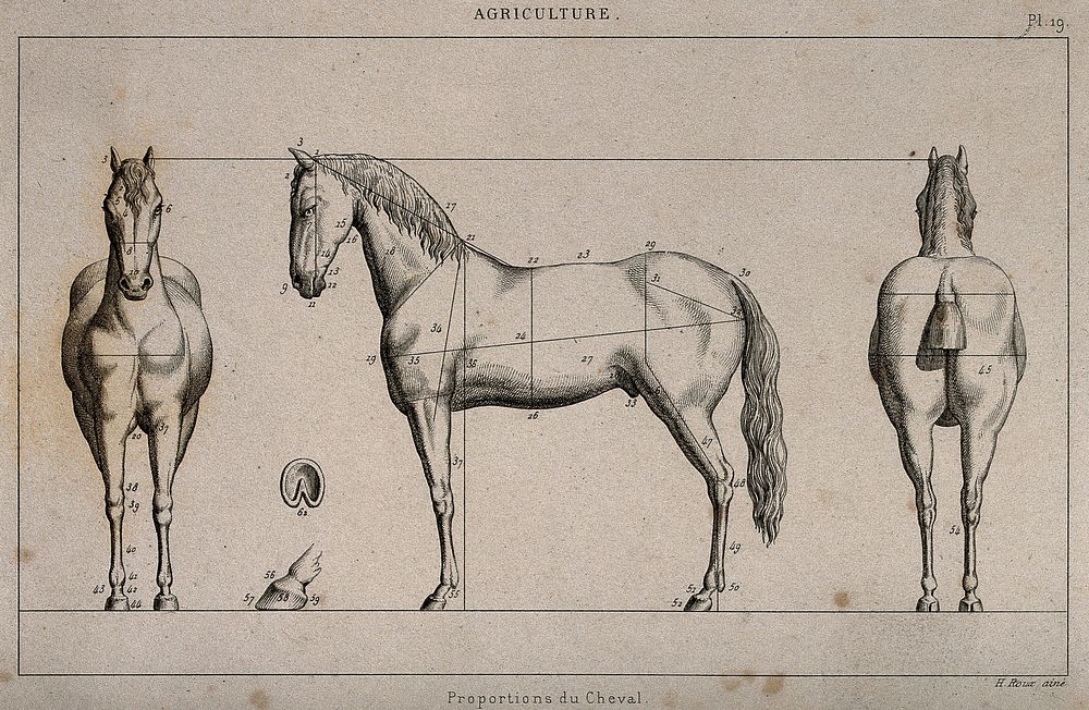 A horse, seen from three angles, with proportions marked: includes two details of a horse's foot. Engraving by H. Roux…