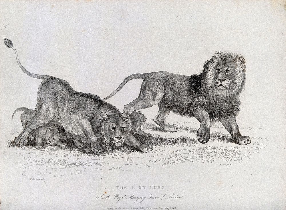 Tower of London, Royal Menagery: a lion, a lioness and their cubs. Etching by Newton after W. Berthaud.