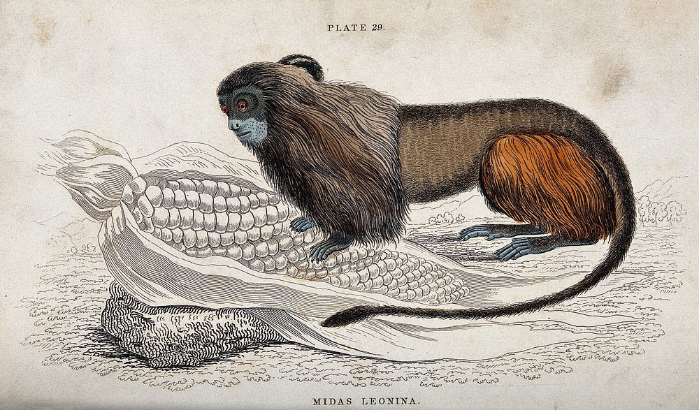 An ape of the genus midas leonina eating fom a cob of maize lying on the ground. Coloured etching.