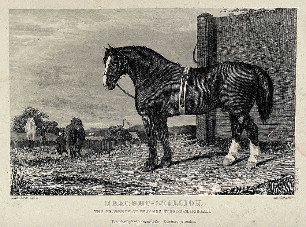 A draught-stallion standing in front of a wooden palisade. Etching by T. Landseer after J. Sheriff.