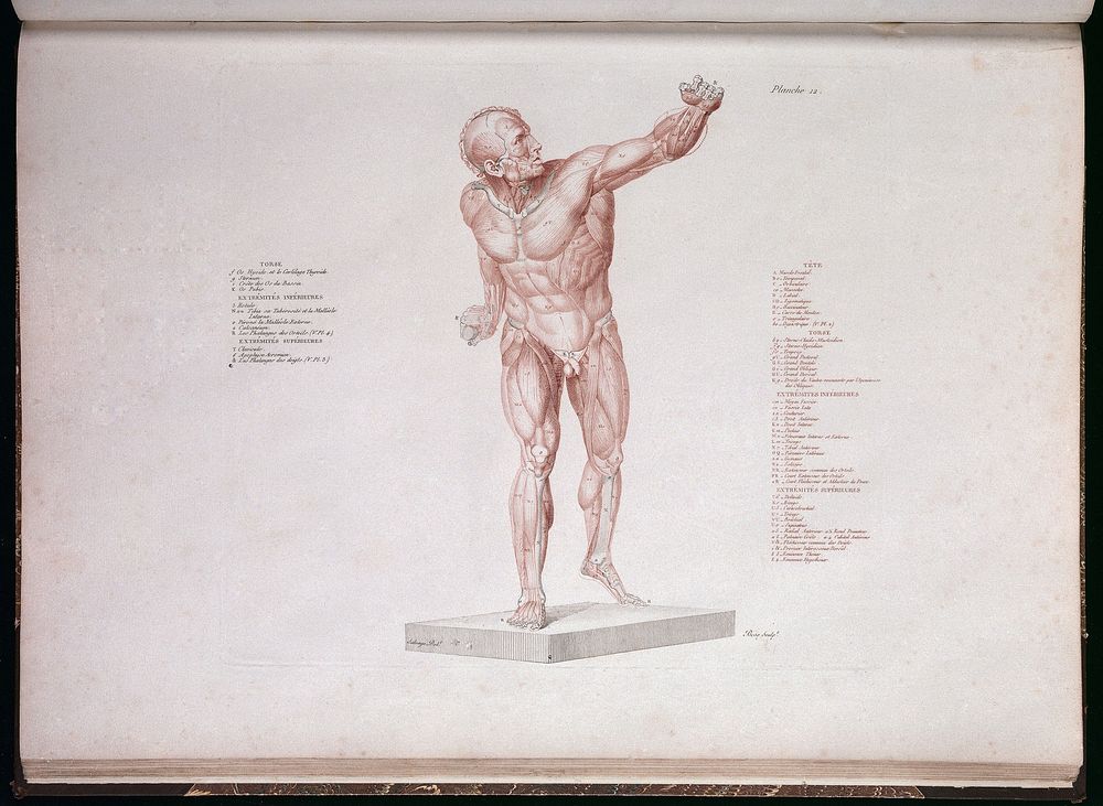 Anatomie du gladiateur combattant, applicable aux beaux arts, ou traité des os, des muscles du mécanisme de mouvemens, des…