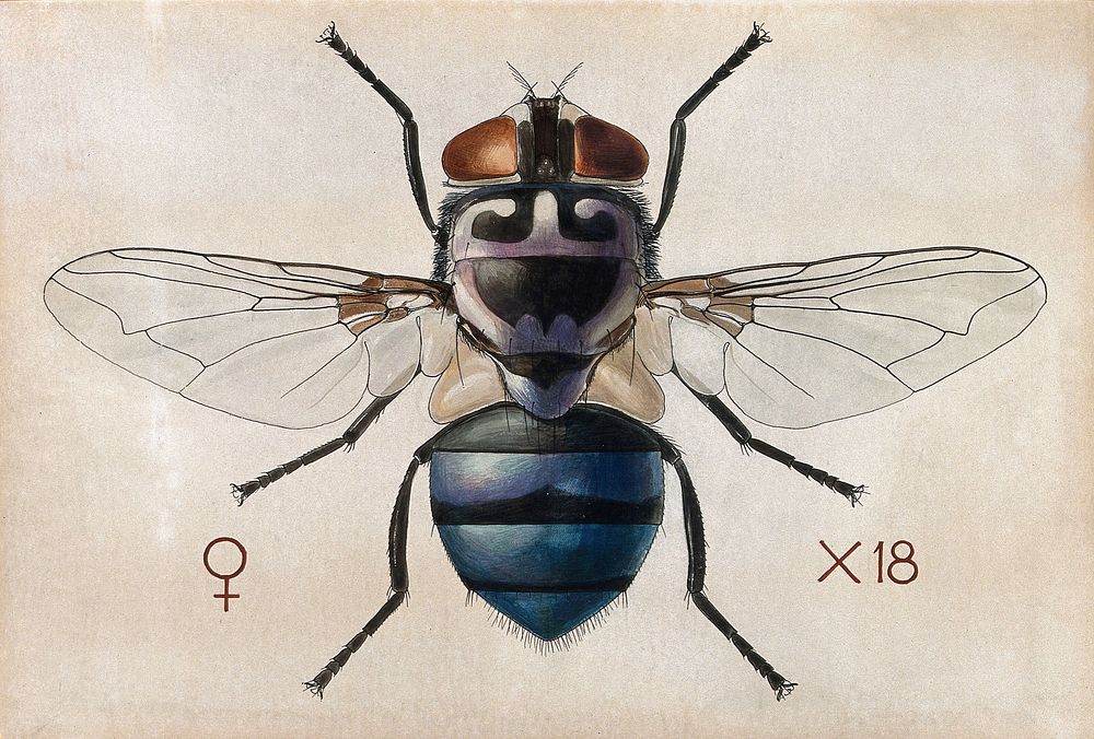 A blow fly (Chrysomya chloropyga). Coloured drawing by A.J.E. Terzi.