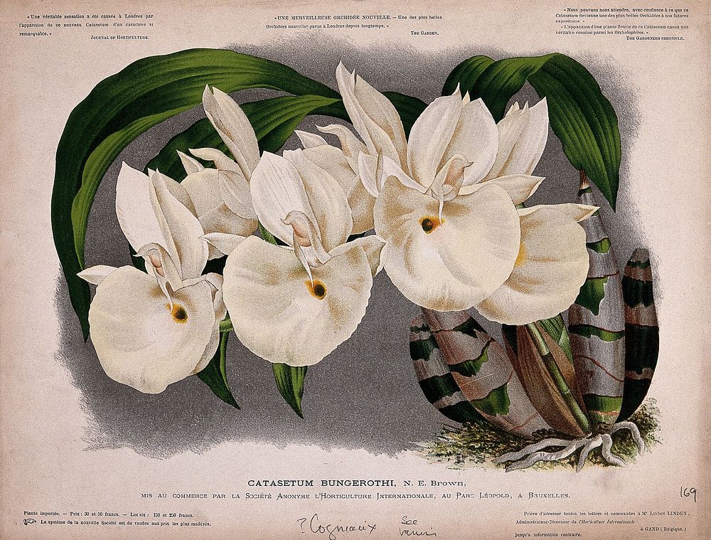 An orchid (Catasetum bungerothi N.E.Brown): flowering plant. Chromolithograph.
