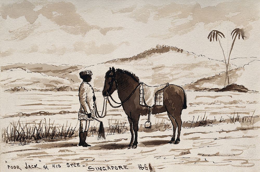 Singapore: a hunting pony being held by a native Malay groom. Wash drawing by J. Taylor, 1881.