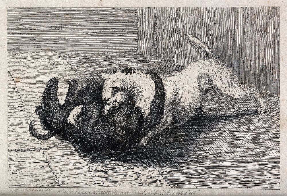 A dog fighting a monkey. Etching by A. Ashley.