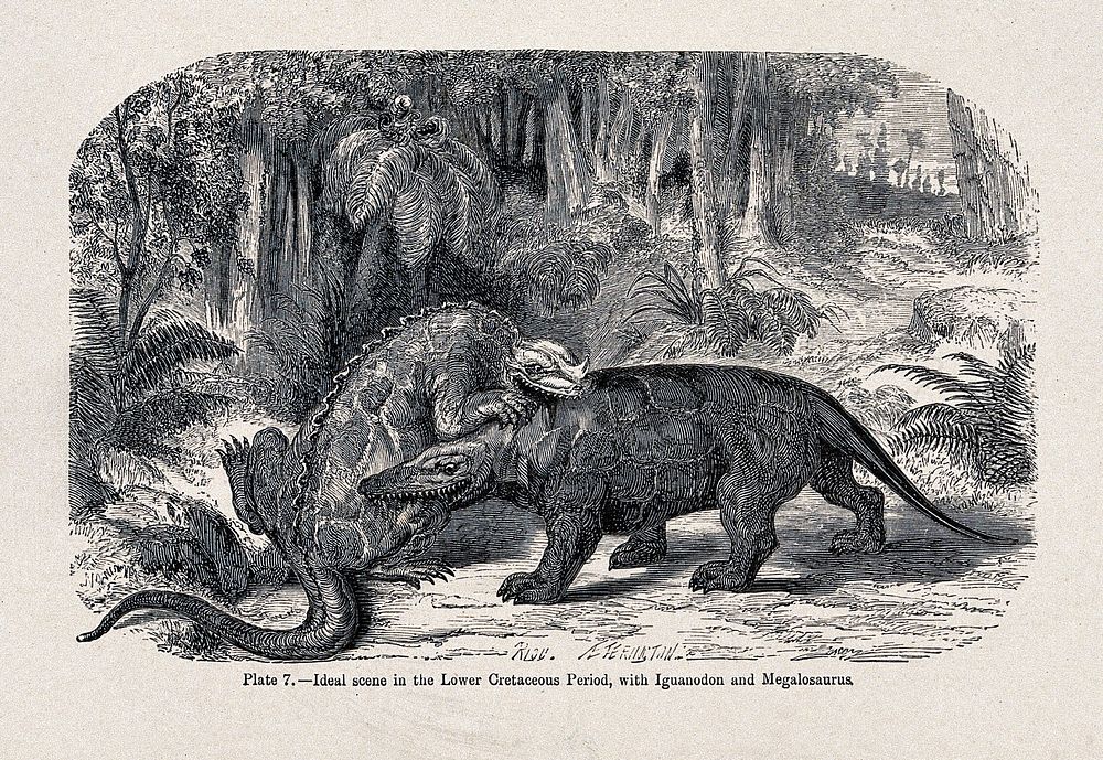 An ideal scene in the lower cretaceous period in which an iguanodon bites a megalosaurus. Wood engraving by E. Ferington…
