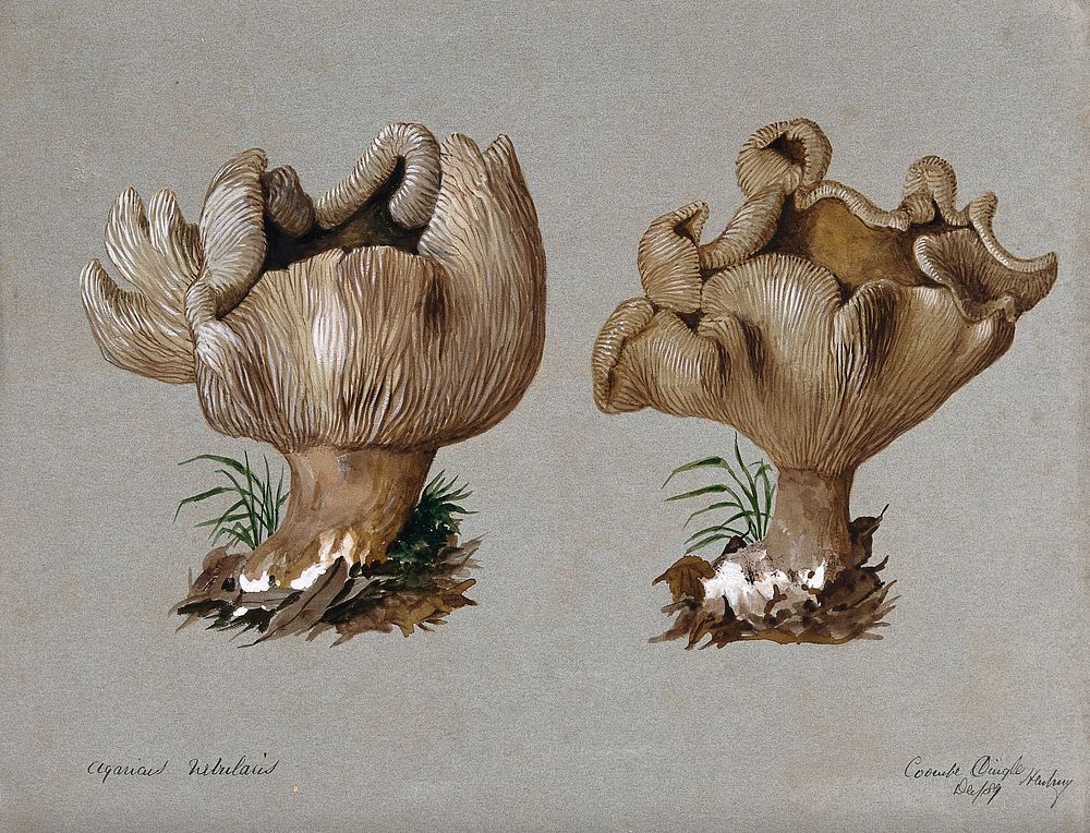 The clouded agaric fungus (Clitocybe nebularis): two fruiting bodies. Watercolour, 1889.