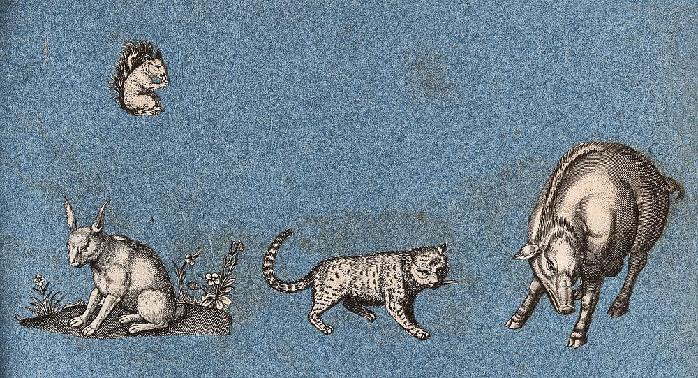 A squirrel, a hare,, a leopard  and a warthog (or wild boar). Cut-out engraving pasted onto paper, 16--.