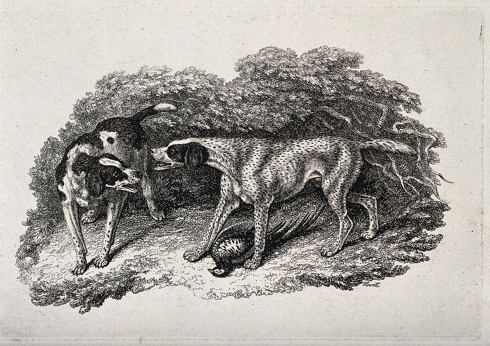 Two hunting dogs growling at each other over a dead fowl. Etching by W. S. Howitt.