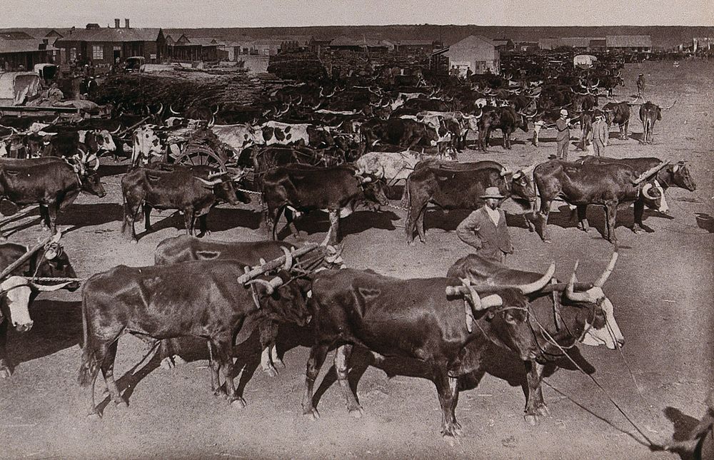 Johannesburg, South Africa: bullocks yoked to loaded wagons at the morning market. Woodburytype, 1888, after a photograph by…