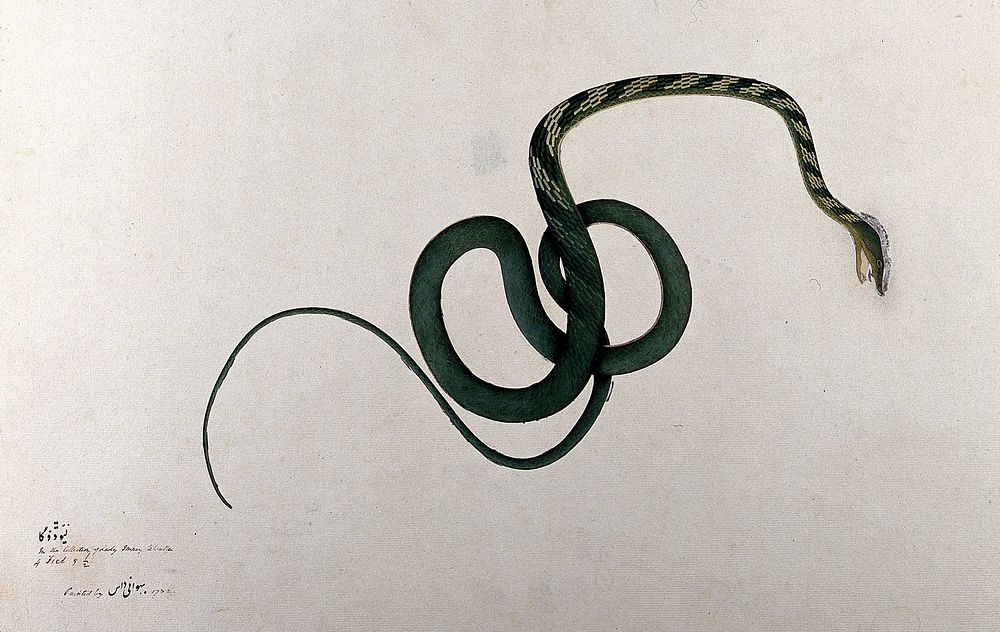 Snake, green body, with cross-banded pattern on upper body. Watercolour, 1782.