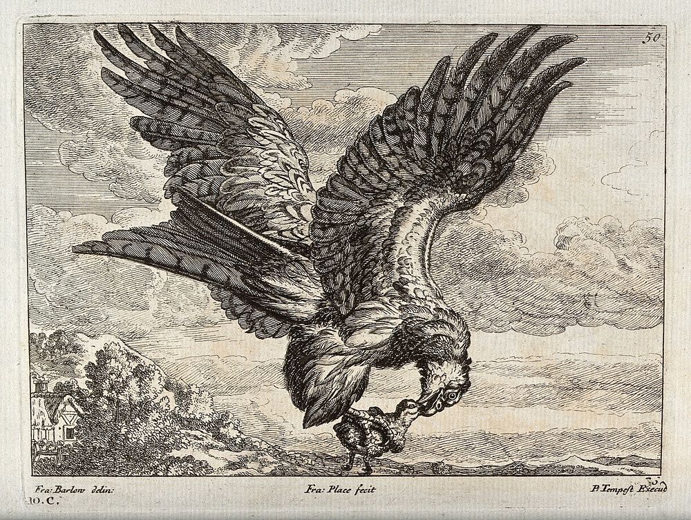 An eagle carrying off an owlet. Engraving by F. Place, ca. 1690, after F. Barlow.