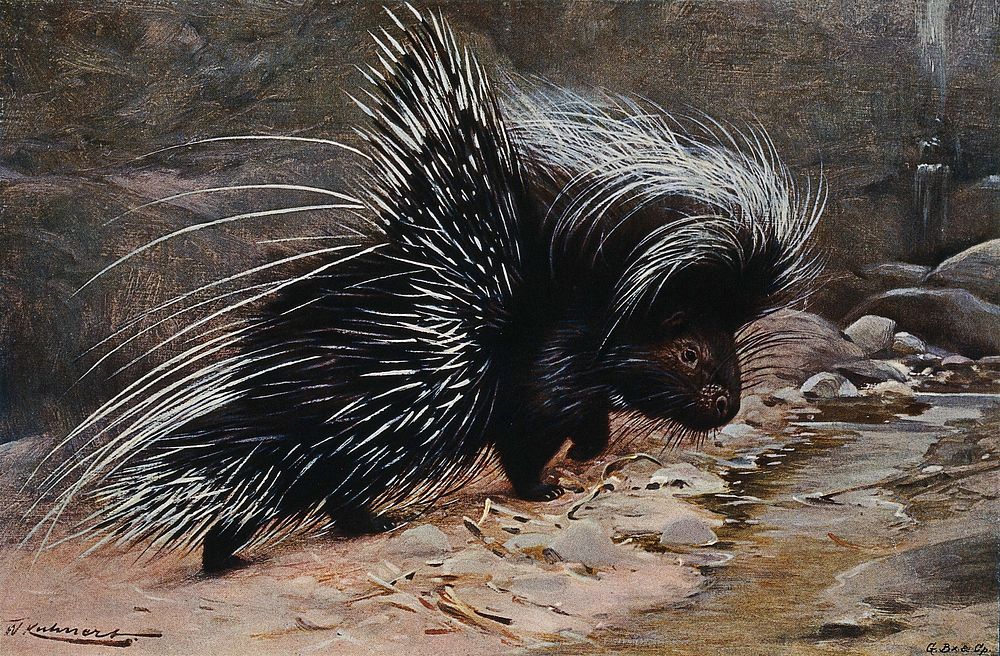 A crested porcupine. Colour lithograph after W. Kuhnert.