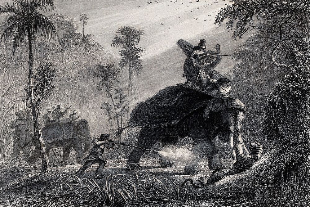 A tiger hunt in a tropical forest with the hunting party riding animals. Etching by J. W. Lowry after W. Daniell.
