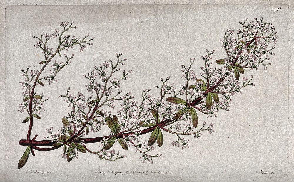 A stonecrop plant (Sedum cepaea): flowering stem. Coloured engraving by S. Watts, c. 1831, after M. Hart.