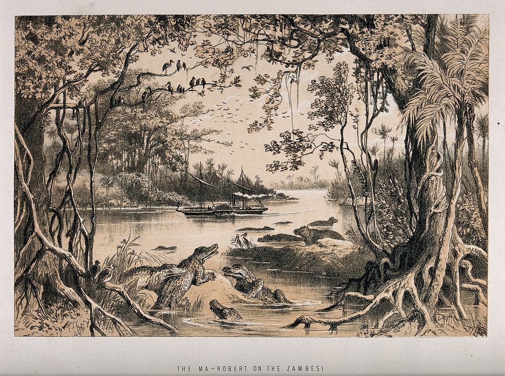 David Livingstone's steamboat, the Ma-Robert, on the Zambezi River; crocodiles in the foreground. Lithograph.