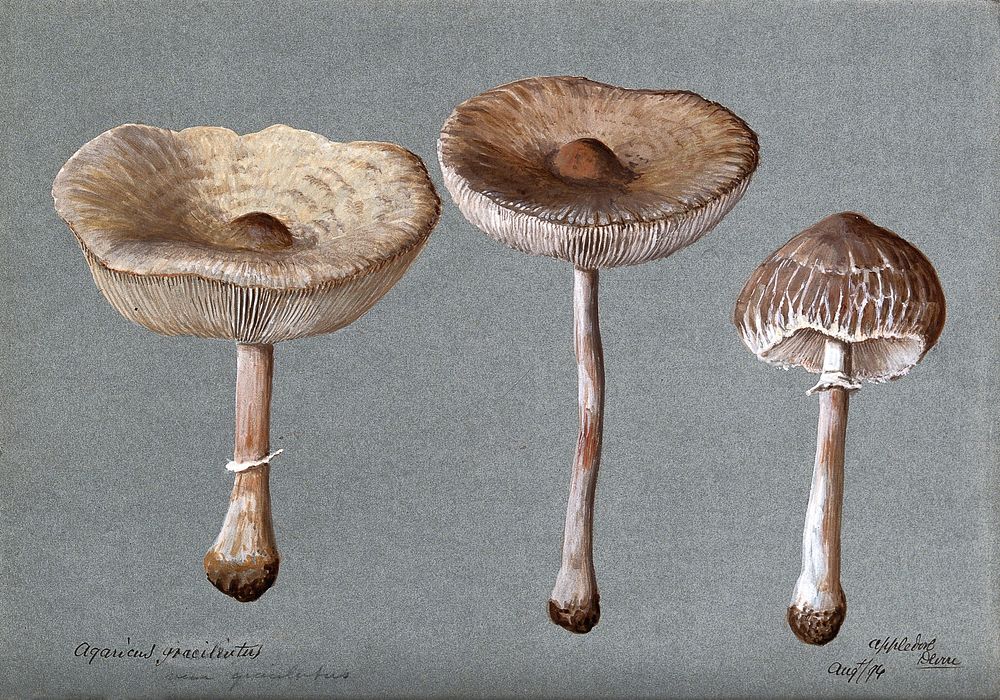 A fungus (Agaricus graciliatus): three fruiting bodies. Watercolour, 1894.
