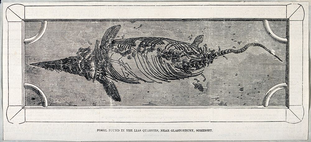 The fossilised remains of a prehistoric animal found in a quarry near Glastonbury, Somerset. Wood engraving.