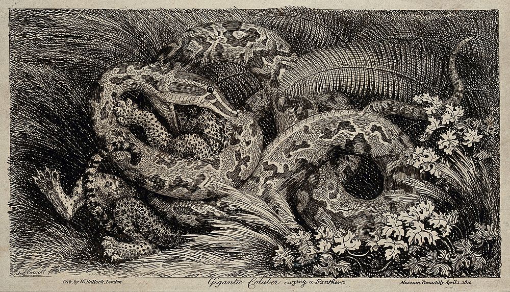 A giant coluber snake swallowing a panther. Etching after Howitt, 1 April 1812.