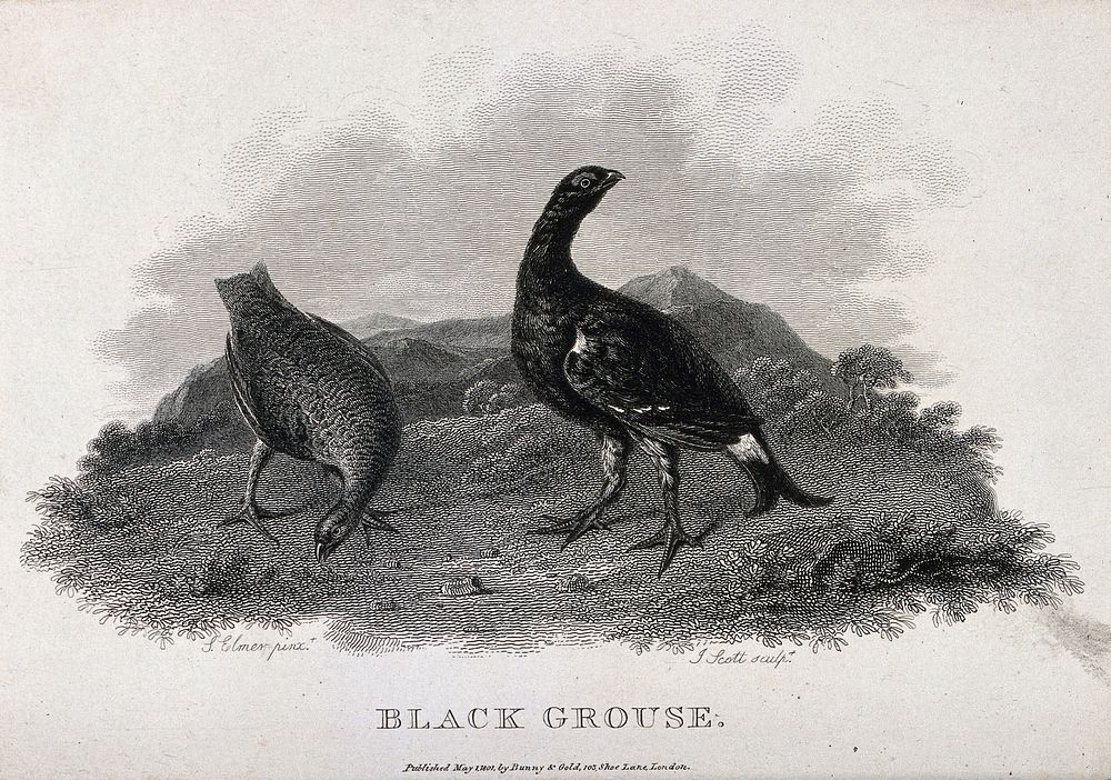 A male and female black grouse. Etching by J. Scott, ca. 1801, after S. Elmer.