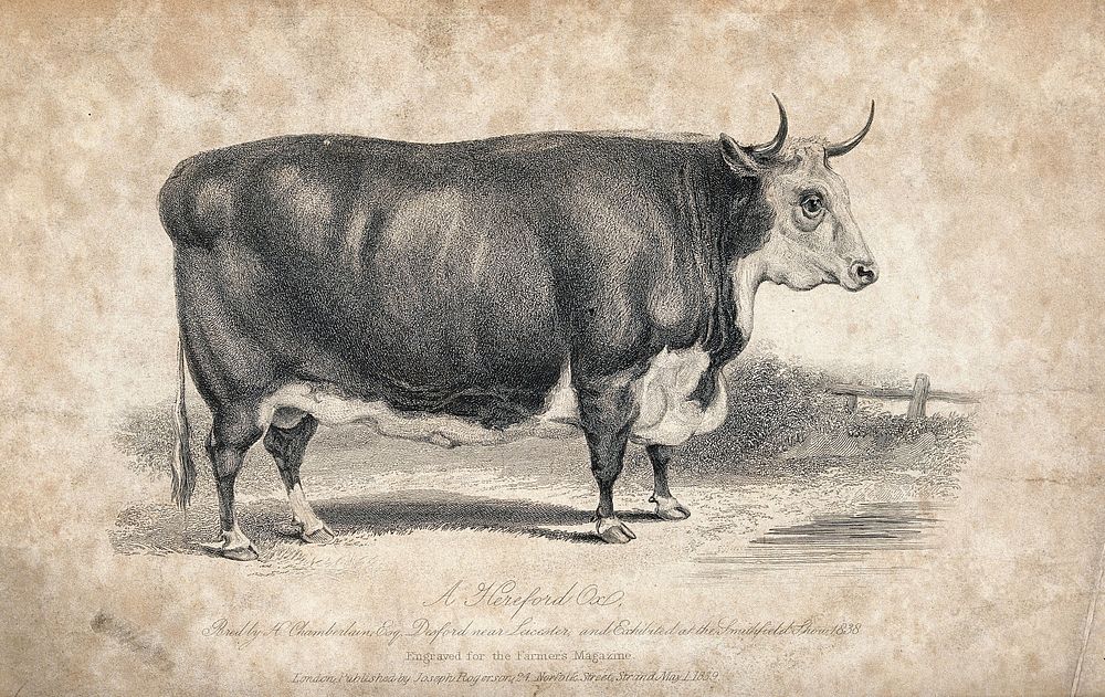 A Hereford ox. Etching, ca 1839.