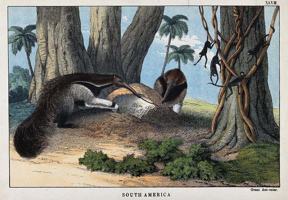 South America: two great ant-eater feeding on termites. Coloured lithograph.
