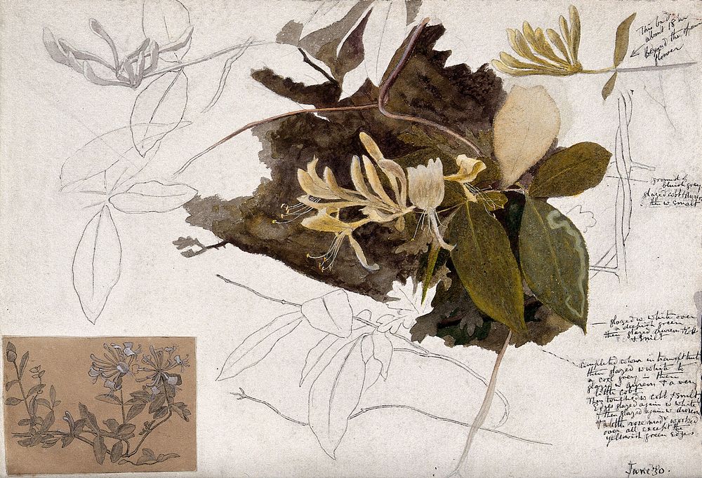 Honeysuckle (Lonicera species): plant with labels to describe the colouring technique. Coloured pen drawings.