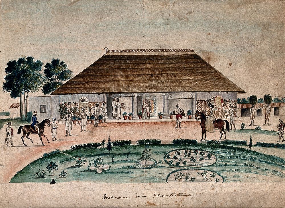 Indian tea plantation, an European lady and gentleman on horseback approach the main house, where a number of people await…