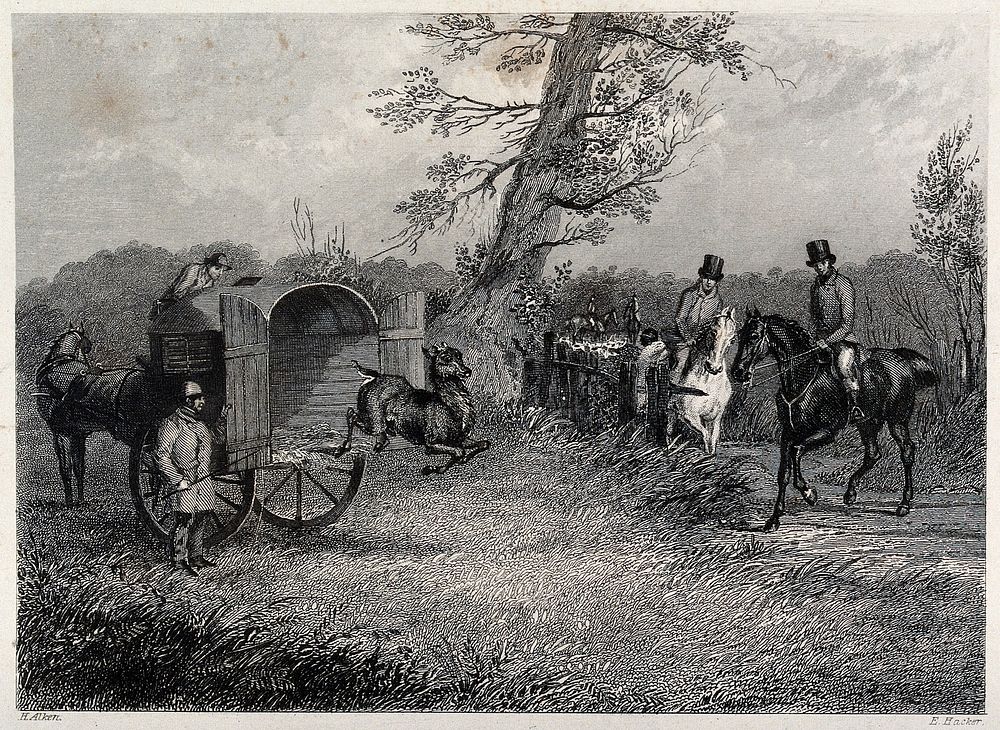 A goat jumping off the horse-drawn cart it has been released from. Etching by E. Hacker after H. Alken.