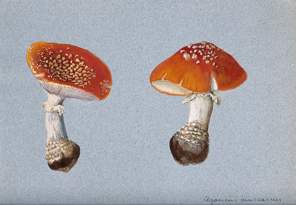 The fly agaric fungus (Amanita muscaria): two fruiting bodies. Watercolour.