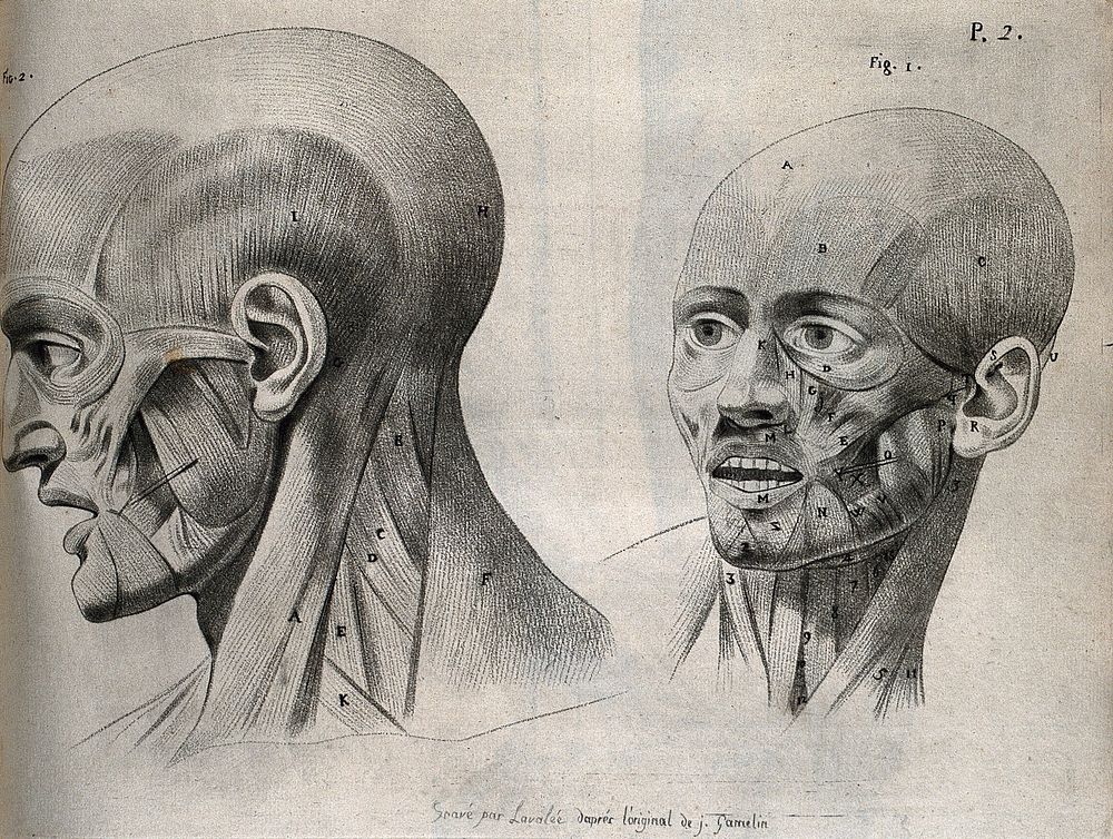 Muscles of the head, face and neck: two écorché figures. Stipple print by Lavalée after J. Gamelin, 1778/1779.
