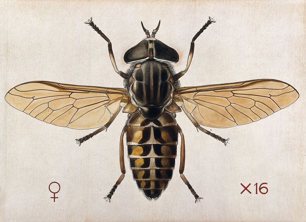 A cleg or horse fly (Tabanus glaucopis). Coloured drawing by A.J.E. Terzi.