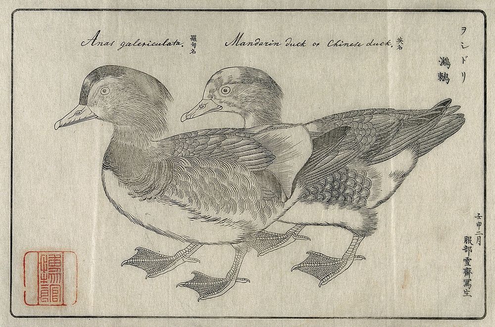 Japan: a pair of mandarin ducks. Woodcut after Sessai, 1872.