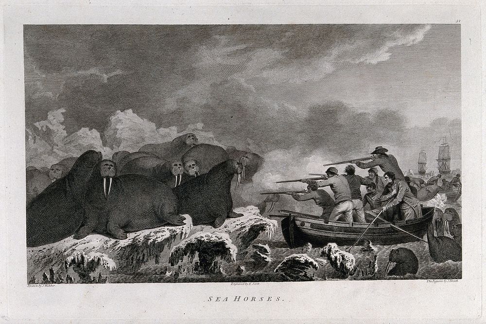 Captain Cook's men shooting at a herd of walrus in the Arctic Ocean during his third voyage (1777-1780). Engraving by E.…